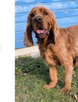 Vermittlungshilfe für Rocco - Oberhausen