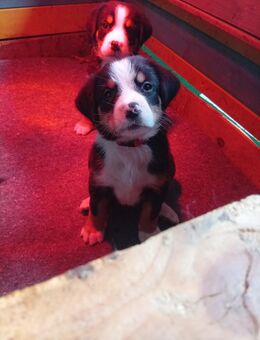 Berner Sennenhund Welpen (Swissydog) - Schönebeck (Elbe)