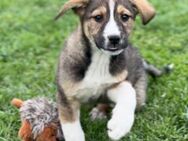 🌸Liebes Welpenmädchen Babs sucht dich🌸 - Eislingen (Fils)