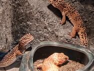 Leopardengecko , Babys - Marl (Nordrhein-Westfalen)
