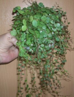 string of turtle - Gladbeck