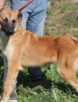 Pitingo sucht ein zu Hause - Fließem