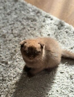 Süße Katzenbabys in liebevolle Hände abzugeben 🐾 - Darmstadt