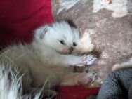 Reinrassige Britisch-Langhaar/Britisch-Kurzhaar Kitten - Jena