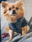 Natürliche Hundekauartikel aus Produktionsüberschüssen – nachhaltig & hochwertig in 59069