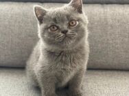Britisch Kurzhaar BKH Kitten Kätzchen - Owingen
