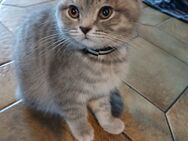 BKH KATER - Rees