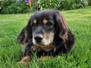 LITTLEFOOT - süßer Opi sucht Endstelle - Velbert