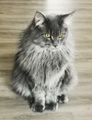 Deckkater Mainecoon blue smoke , gengetestet in 97421