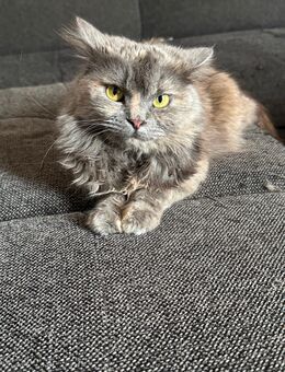 Süße Katze - Duisburg