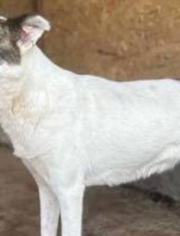 Kayla taut langsam auf 🐾 - Elsdorf (Nordrhein-Westfalen)