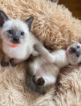 Siam Siamkitten - Mammelzen