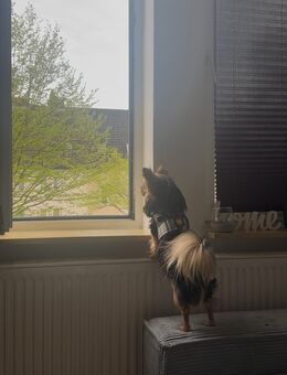 Chihuahua Rüde mit Ahnentafel - Wilhelmshaven