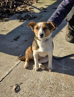 Kleine SHANNON = zarte ruhige Seele ♥️‼️ - München