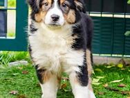 Miniature Australian Shepherd Welpen - Voerde (Niederrhein) Zentrum