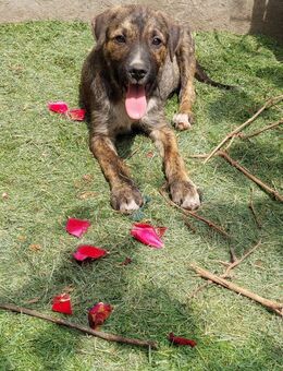 Milli sucht eine Familie - Celle