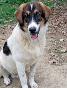 Russel - ein absolut lieber Schatz - Krefeld