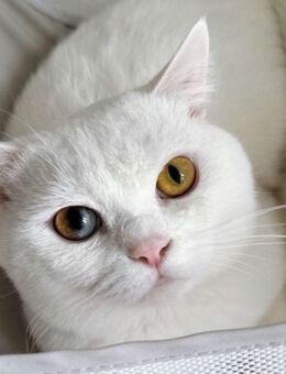 Einzigartiger Deckkater – Britisch-Kurzhaar mit Odd-Eyes 🐾 - Herne Horsthausen