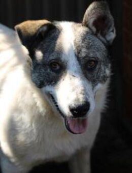 Moscu - kinderlieber Familienhund❤️ - Lohra