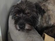 CARA Terrier Hündin ca 5 Jahre ca 30 cm - Altomünster