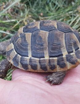 3jährige Griechische Landschildkröten (Nachzuchten von 2022) - Wittichenau