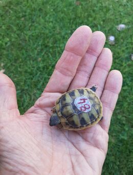 Griechische Landschildkröten NZ 2024/2025 - Germering