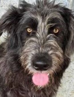 Sophia ist ein frohes Mäuschen 🐾 - Elsdorf (Nordrhein-Westfalen)