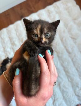 BKH-Thai Siam Kitten - Wallertheim