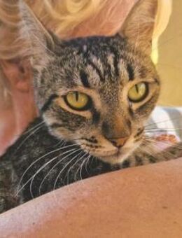 SAM dein Herzenskater wartet auf dich! - Bad Camberg