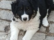 Bordercollie-welpen - Ballhausen