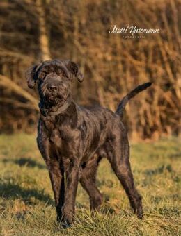 Gino, Riesenschnauzer, 5 Jahre - Wegberg