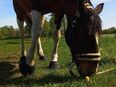 Irish Cob schweren herzens abzugeben in 49453