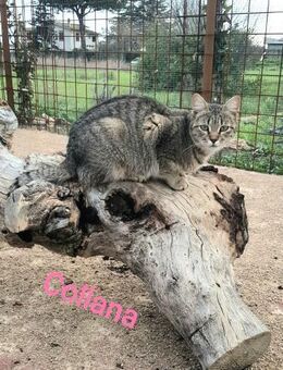 Collana, wann kommt ihre Chance? - Oberhausen (Rheinland-Pfalz)