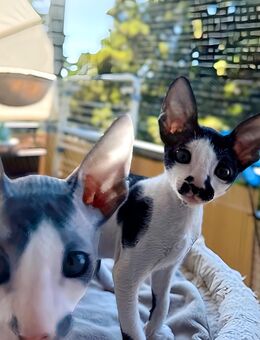 Cornish Rex Kitten Verfügbar - Chemnitz