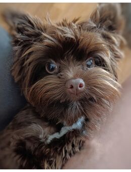 Yorkshire Terrier 2,3 kg in Traumfarbe schoko mit großem Startpaket - Türkheim