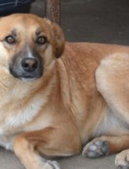 GNADENPLATZ für FAY GESUCHT💞 - Sindelfingen