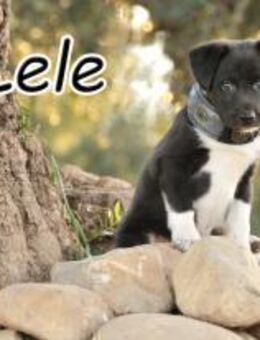 Lele sucht sein Zuhause ❤️ - Essingen (Rheinland-Pfalz)