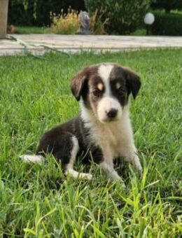 Taro einer von sieben Welpen - Augsburg