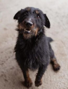 Dina 💗 aktive, menschenbezogene Maus - Hamburg