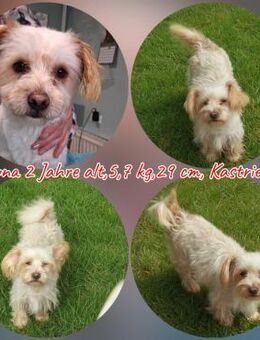 Bichon/Yorkie Hündin sucht ein Zuhause - Vacha