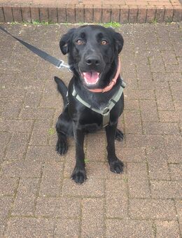 Labrador mix Hündin 18 monate alt - Lebach
