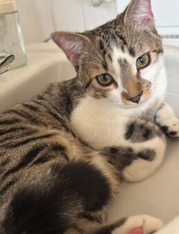 Bengal - Mix katze - Regensburg