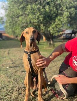 Lillo 💙💙💙 Eine liebevolle Seele - Herxheim (Landau)