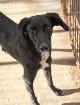 Irma möchte ein eigenes Zuhause - Schwabach