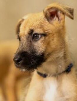 verschmuster Frodo - Kallmünz