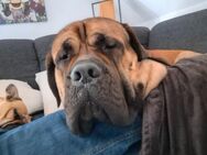 Deckrüde Mastiff - Windach