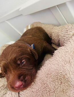 Wunderschöne reinrassige Labradorwelpen 😊 - Krefeld