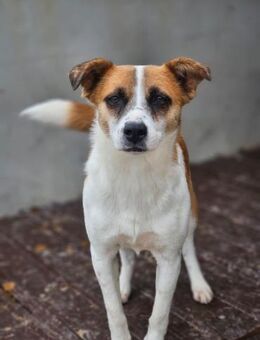 Wunderschöne Kiki sucht Familie 😍 - Ludwigshafen (Rhein)