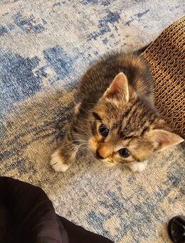 Kitten zu Verkaufen - Verden (Aller)