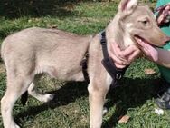 Aktive Familie für Husky Mischling Tayo - München